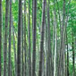 尾鷲 ～ 土井竹林 ～ 尾鷲神社 ～ 土井子供くらし館 ～ 尾鷲